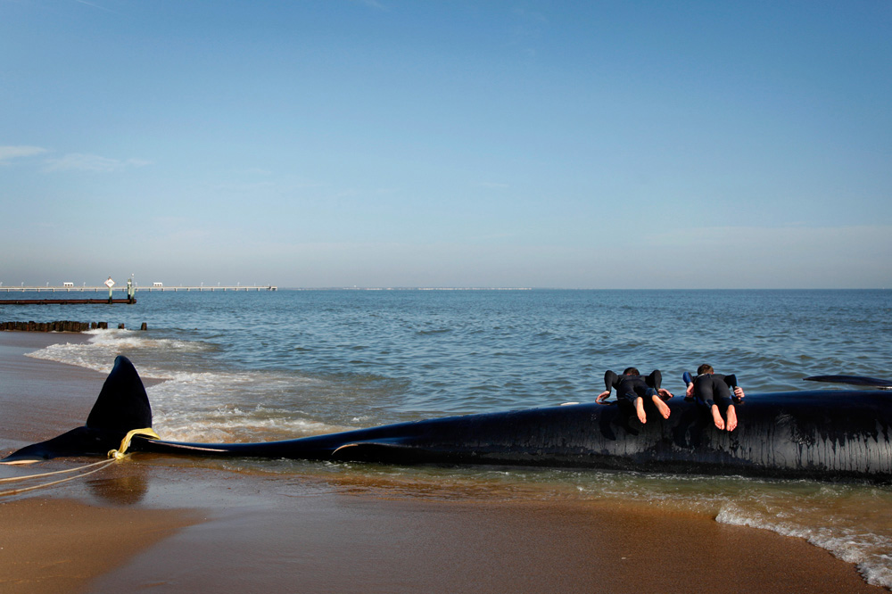  Plankers, by Preston Gannaway 