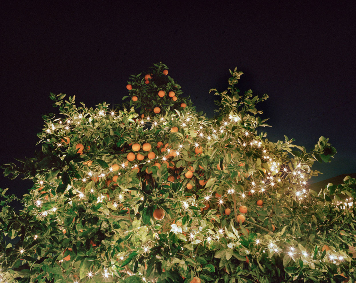  Mom's orange tree (2012),  from We Wish That We All Have a Wonderful Life 